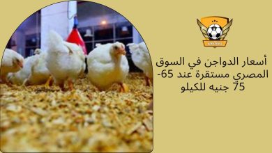 أسعار الدواجن في السوق المصري مستقرة عند 65-75 جنيه للكيلو