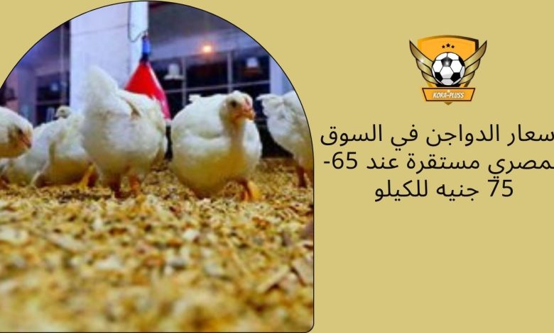 أسعار الدواجن في السوق المصري مستقرة عند 65-75 جنيه للكيلو