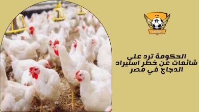 الحكومة ترد على شائعات عن خطر استيراد الدجاج في مصر