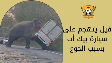 فيل يتهجم على سيارة بيك أب بسبب الجوع