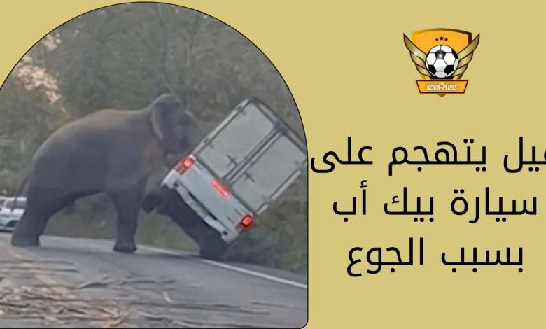فيل يتهجم على سيارة بيك أب بسبب الجوع