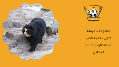 معلومات مهمة حول تغذية الدب ذو النظارة ونظامه الغذائي