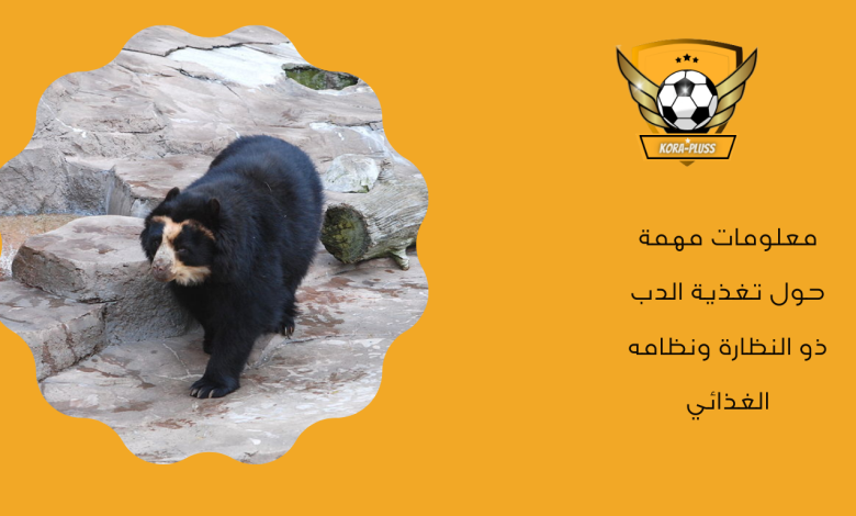 معلومات مهمة حول تغذية الدب ذو النظارة ونظامه الغذائي