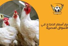 استقرار أسعار الدجاج في الأسواق المصرية