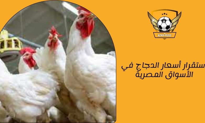 استقرار أسعار الدجاج في الأسواق المصرية