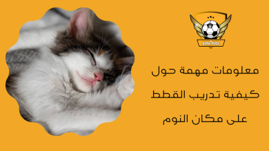 معلومات مهمة حول كيفية تدريب القطط على مكان النوم