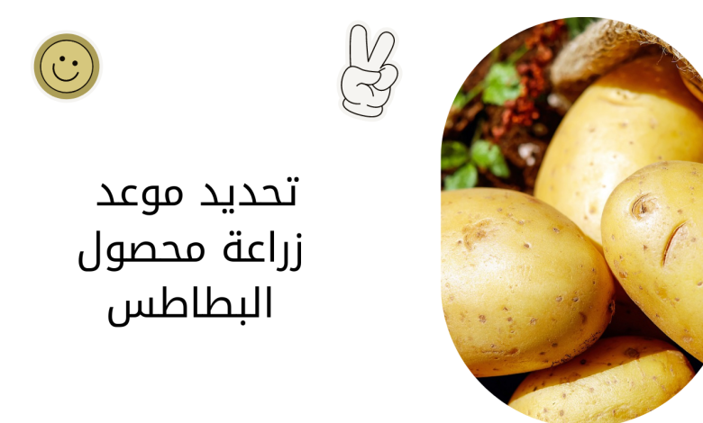 تحديد موعد زراعة محصول البطاطس