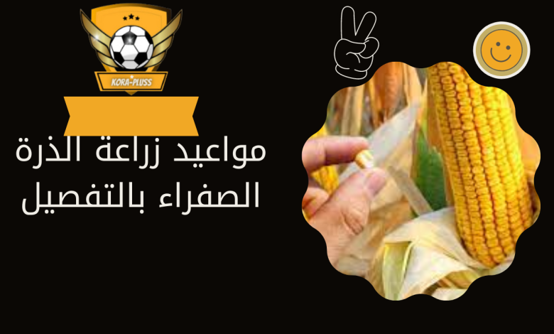 مواعيد زراعة الذرة الشامية، موعد حصاد الذرة الصفراء، زراعة الذرة الصفراء PDF، مواعيد زراعة الذرة الرفيعة في مصر،